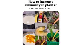 How to increase immunity in plants homemade RemediesNatural ingredients 🍃🌱🌳organicgardening0 [upl. by Iznil]