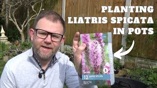 Planting Liatris Corms in Pots  How to Plant Liatris spicata Bulbs Blazing Star Instructions [upl. by Aisatan36]