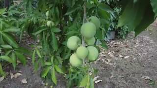 White Sapote Casimiroa edlulis Tour and Grafting [upl. by Cate]