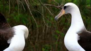 Laysan Albatross Display [upl. by Hazen]