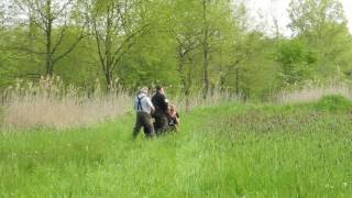 FlatCoated Retriever Jeffrey beim Working Test in Zichem 07052016  5 [upl. by Elcin]