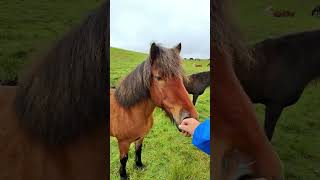 Horse Lovers I Found a New Friend in Iceland  🇮🇸 🐴 iceland horses [upl. by Nnylram]