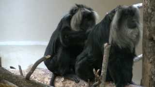 Lion Tailed Macaques Grooming Each Other [upl. by Carly138]