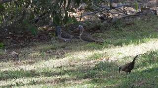 Barshouldered Dove amp Greycrowned Babbler Hervey Bay Qld [upl. by Roselyn996]