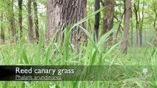 How to identify reed canary grass Phalaris arundinacea [upl. by Aniv877]