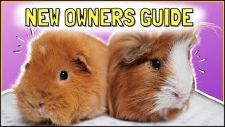 BEGINNERS GUIDE Becoming a Guinea Pig Owner [upl. by Ehav]