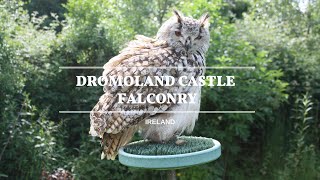 Dromoland Castle Falconry [upl. by Baal]