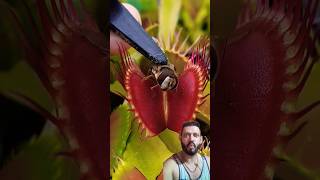 Venus Fly Trap is Scary AF shorts nature [upl. by Oswald419]