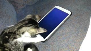 Gato caza ratones en la tablet [upl. by Esinereb864]