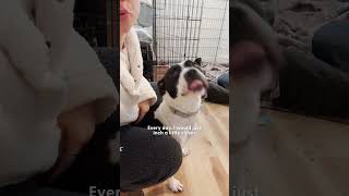 Submissive Pittie Became quotAggressivequot When Her Puppies Were Born  The Dodo [upl. by Ellehcil]