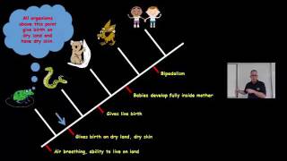 Branching Diagrams 4 of 4 [upl. by Constantino]