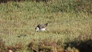 Common Greenshank Pantana Tringa nebularia [upl. by Gerhardt673]