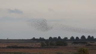 Starlings Minsmere 24 10 24 [upl. by Alex732]