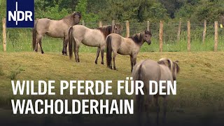 Wilde Pferde und Wacholder  Die Nordreportage  NDR Doku [upl. by Castora]