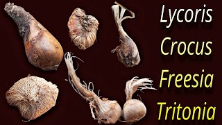 How to Growing Lycoris Lily Bulbs Crocus Freesia and Tritonia Flower Bulb review and planting bulb [upl. by Dorita]