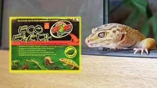 The Eco Earth Tests  Leopard Geckos [upl. by Ilujna426]