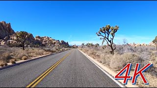 Joshua Trees Are Dying  NBCLX [upl. by Auop141]