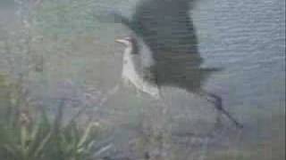 Birds of Navarre Beach [upl. by Hans852]