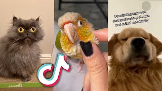 These INSANELY CUTE TikTok PETS will MAKE YOUR DAY [upl. by Ahsekahs]