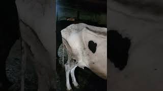 Fluid Therapy  Intravenous Saline of a HF cow [upl. by Calle918]