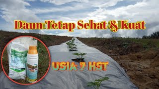 TUTORIAL Ngracun Tanaman Tembikai  Watermelon  Semangka [upl. by Nilreb57]