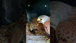 Kestrel lunch is served birds wildlife cuteanimals birdwatching funnyanimals [upl. by Nawoj]