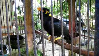 Amazing Talking Myna Bird [upl. by Nims]