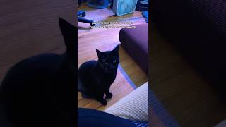 He is unjustifiably annoyed with me cats catshorts blackcat catvideos [upl. by Relyc]