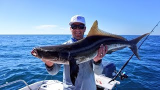 How to Catch Cobia  How I Caught My PB Cobia offshore fishing [upl. by Rosenzweig]