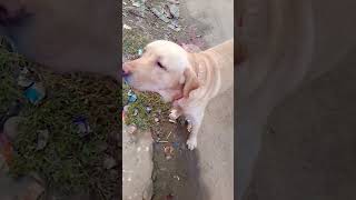 labradorcity dogowner dogs labradorpark petowner funny labradoretriever [upl. by Eileek]