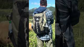 Grizzly Bear Approach Alaska grizzlybear bear brownbear alaska wildlife wildanimal grizzlyman [upl. by Iny]