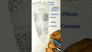 TS of Dicot stem biologydiagrams easydrawing easysteps neet ytshorts cellbiology [upl. by Letsyrk]