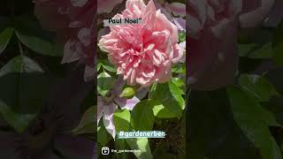 Watch my personal review for rambling Rose “paul Noel now ￼ available through davidaustinroses [upl. by Adnat]