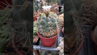 Big Gymnocalycium pflnzii flowering [upl. by Lagasse]