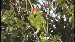 Greencheeked Amazon parrot feeding in Los Angeles [upl. by Rosa]