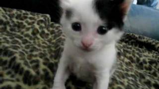 Kitten sneeze scariest ever ORIGINAL [upl. by Richman]