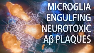 Microglial engulfment of Aβ plaques  Alzheimer’s disease  medical animation [upl. by Samson222]