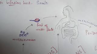 FASCIOLA HEPATICA  LIVER FLUKE  STRUCTURE  LIFE CYCLE  SYMPTOMS  TREATMENT  BY PHANINDRA [upl. by Arrais]