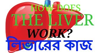 The Liver amp Biliary System Bangla  লিভারের কাজ  লিভার  Bangla medical  চিকিৎসা বিজ্ঞান [upl. by Crockett969]