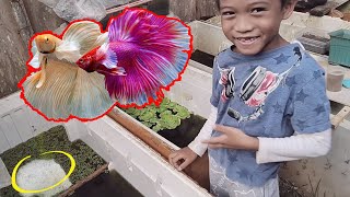 Vlog6  Ornamental Fish Farm Breeding  Betta Breeding Sunday Edition [upl. by Nilyaj]