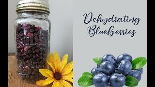 Dehydrating Blueberries  Homestead Corner [upl. by Jadda]