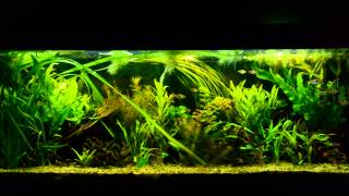 LowTech Planted Aquarium [upl. by Bonneau]