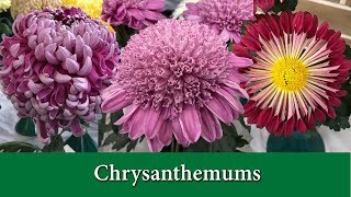 How to Grow Chrysanthemums  Hardy Mums and Exhibition Types [upl. by Nanam800]