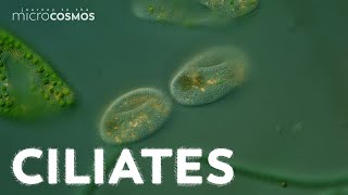 What Can Ciliates Teach Us About Ciliates [upl. by Chadburn]