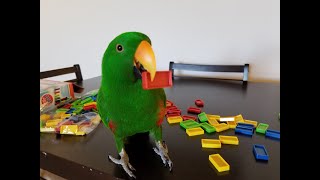 Jasper the Eclectus Parrot Playing with Dominoes [upl. by Harmaning]