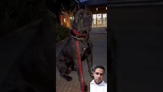 الحرامى هيلعب كوميدى pitbull dog اكسبلور dogs doglover fypシ كلاب foryou pets [upl. by Akers22]