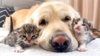 Adorable Golden Retriever and Baby Kittens [upl. by Hitt]