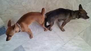 Mirella Mini Pinscher Dog Mating and get stuck Dog Breeding Mating Tie Breeding Tie [upl. by Eive412]