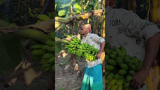 Banana harvest scenery ep571 banana harvesting shortsfeed shortvideo shortsviral [upl. by Downing537]