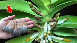 Put 1 Bag At The Root Suddenly Hundreds Of Orchid Branches Bloom Continuously [upl. by Paxon]